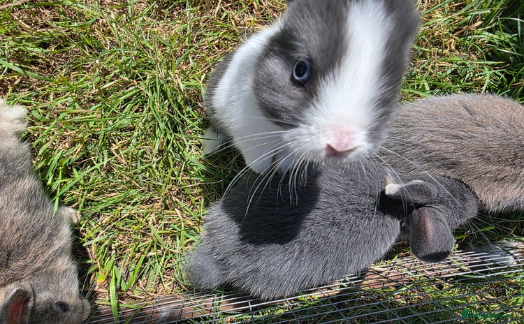 Mixed Breed rabbits - Advert 1