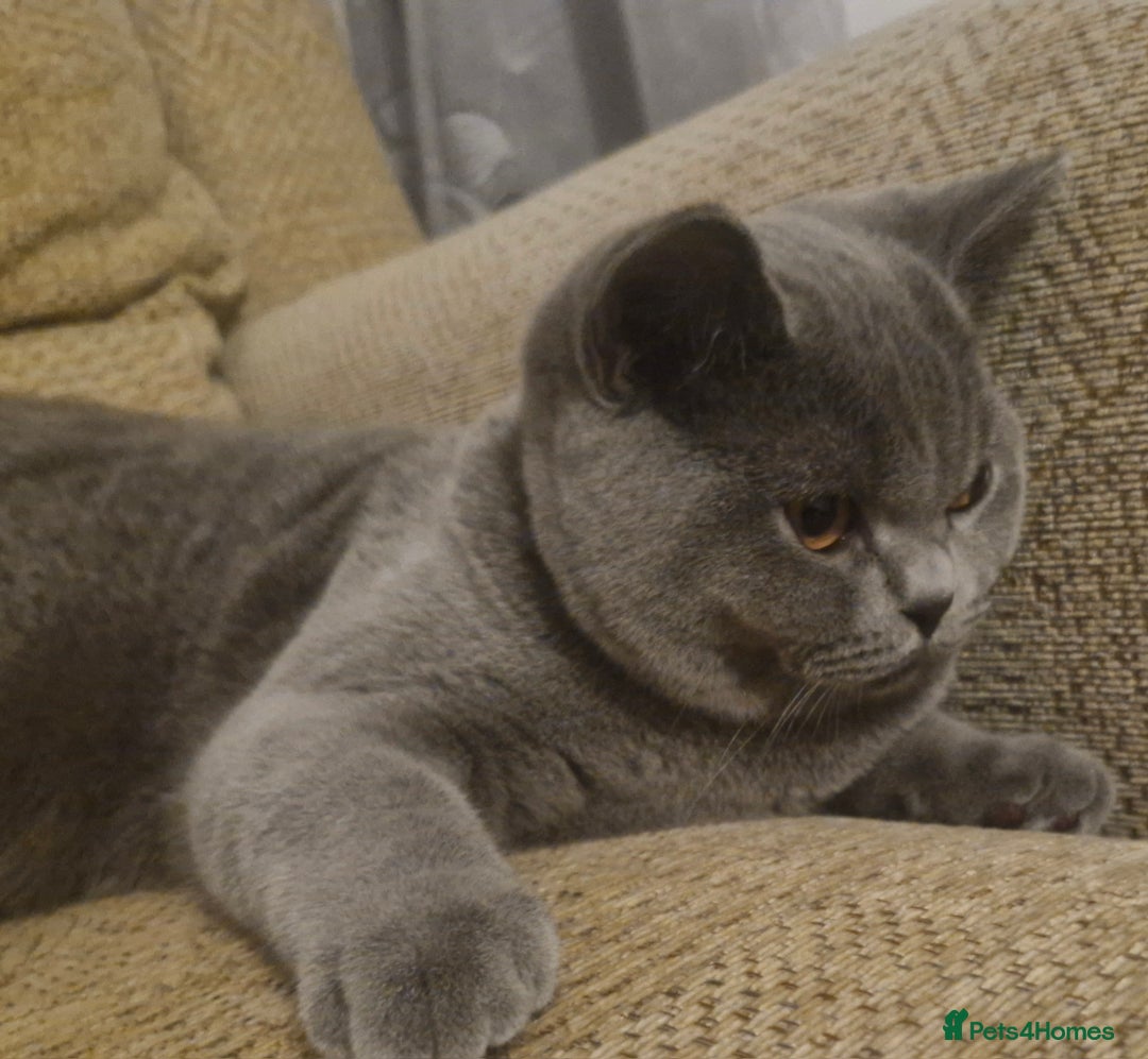 British Shorthair cats for sale: Beautiful BSH Boy - Advert 2
