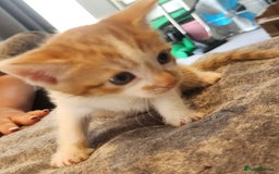 British Shorthair cats for sale: 4 beautiful little boys  - Image 6