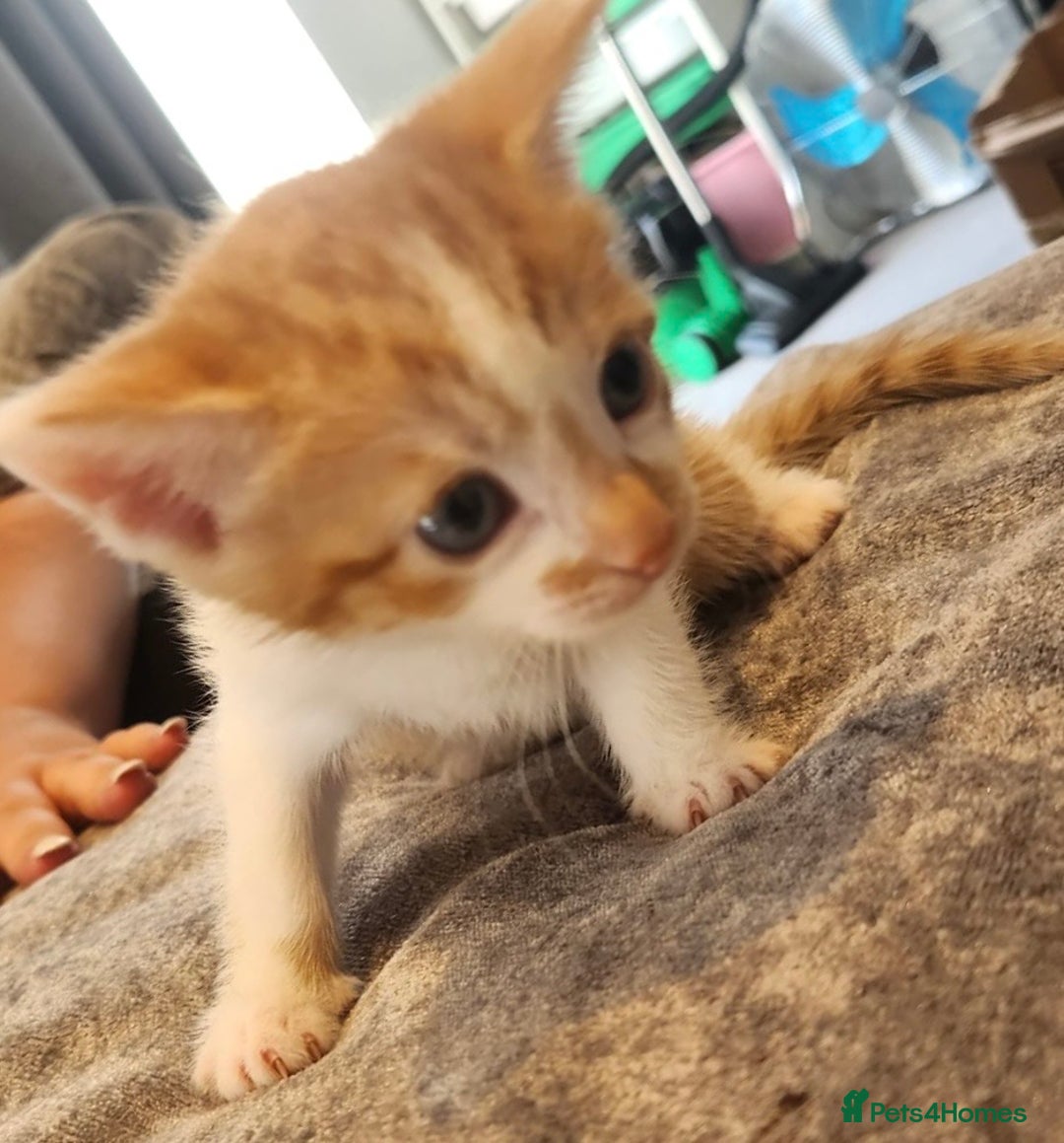 British Shorthair cats for sale: 4 beautiful little boys  - Image 6