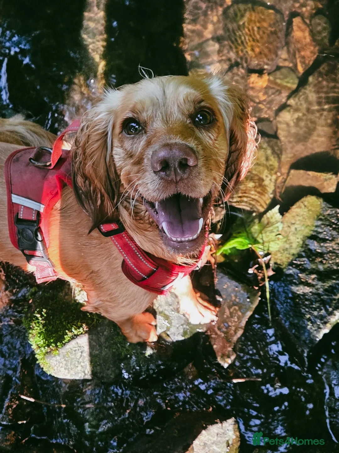 Cocker Spaniel dogs for sale: 3yr old cocker spaniel bitch for sale - Advert 4