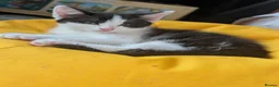 Mixed Breed cats for sale: 4 gorgeous kittens ds X ragdoll X russian blue - Advert 4