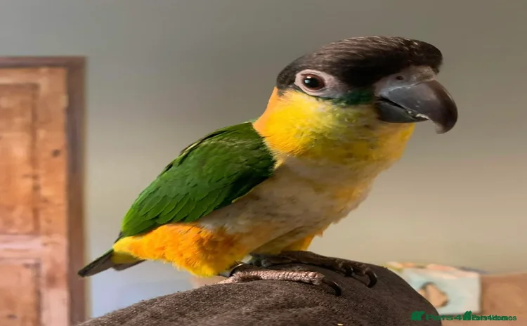 Parrots birds - Advert 1