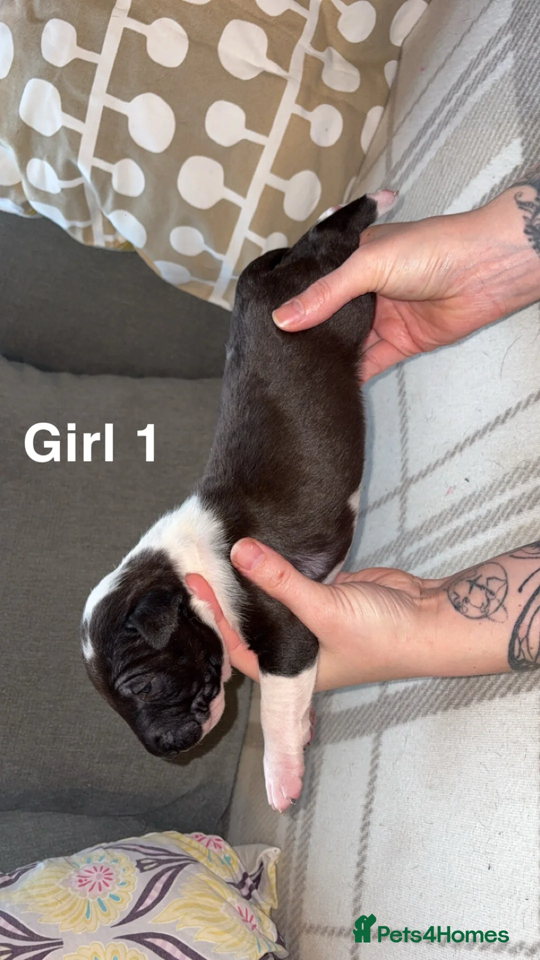 English Bull Terrier dogs for sale: KC registered English Bull Terrier Puppies - Advert 18