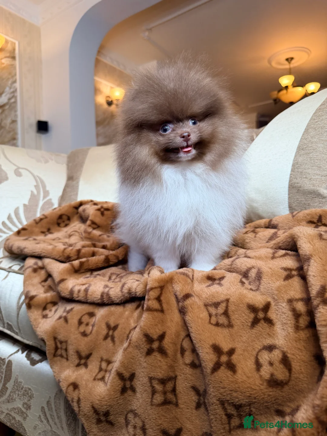 Pomeranian dogs for sale: Exclusive Lilac Party color Pomeranian Boy - Advert 7