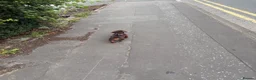 Miniature Dachshund dogs for sale: 15 week old miniature dachshund  - Advert 3