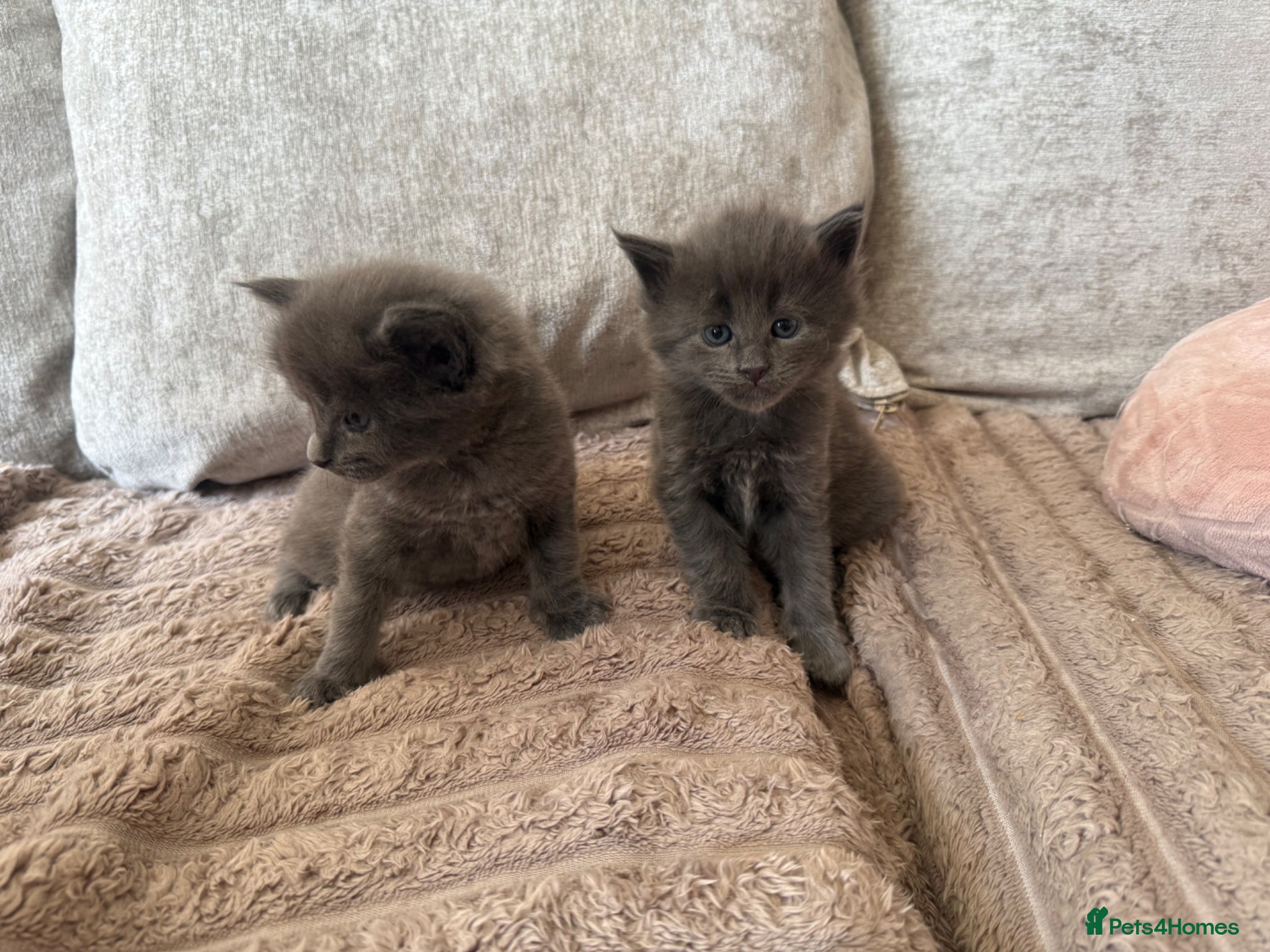 Maine Coon cats Stunning XL Maine Coon Kittens - Advert 16
