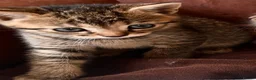 Bengal cats for sale: Stunning Bengal X With Beautiful Markings - Advert 12