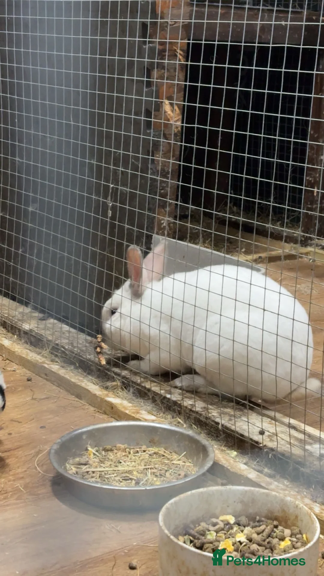 Rex rabbits for sale: male/female rex for sale £60 each or both for £100 - Advert 1