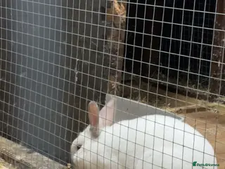 Rex rabbits male/female rex for sale £60 each or both for £100 - Advert 1