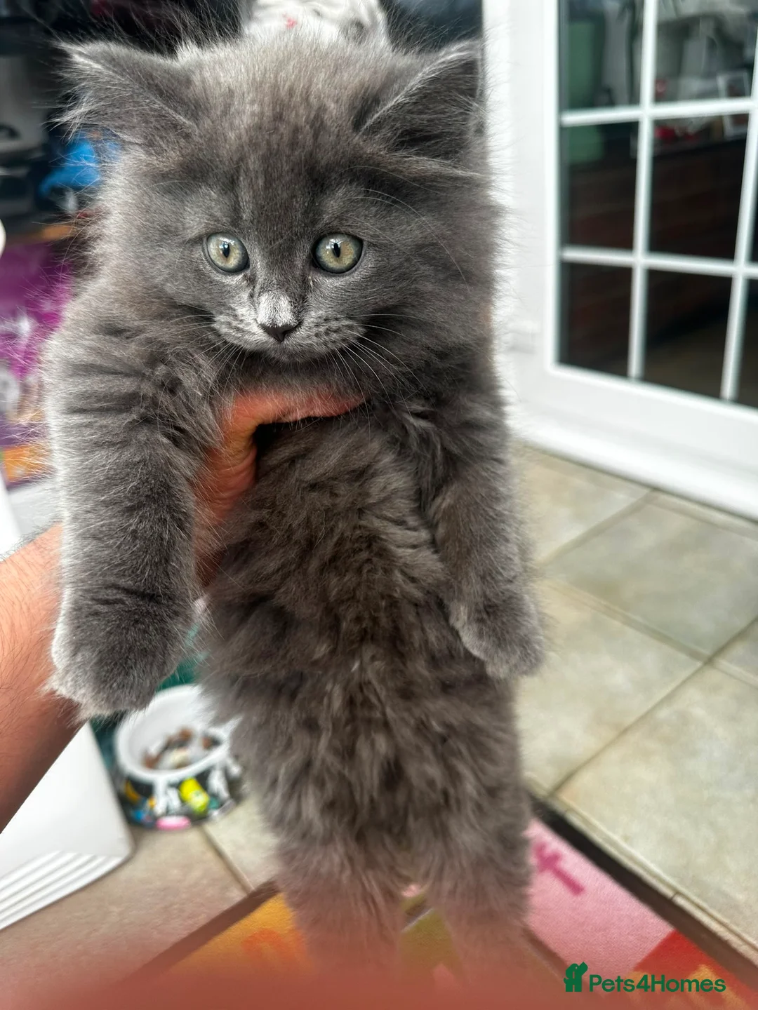 British Longhair cats for sale: Grey British longhair in Milton Keynes - Advert 2