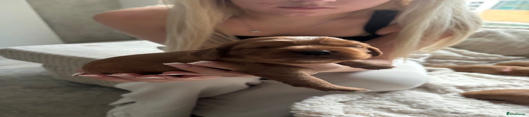 Cockalier Puppy 2