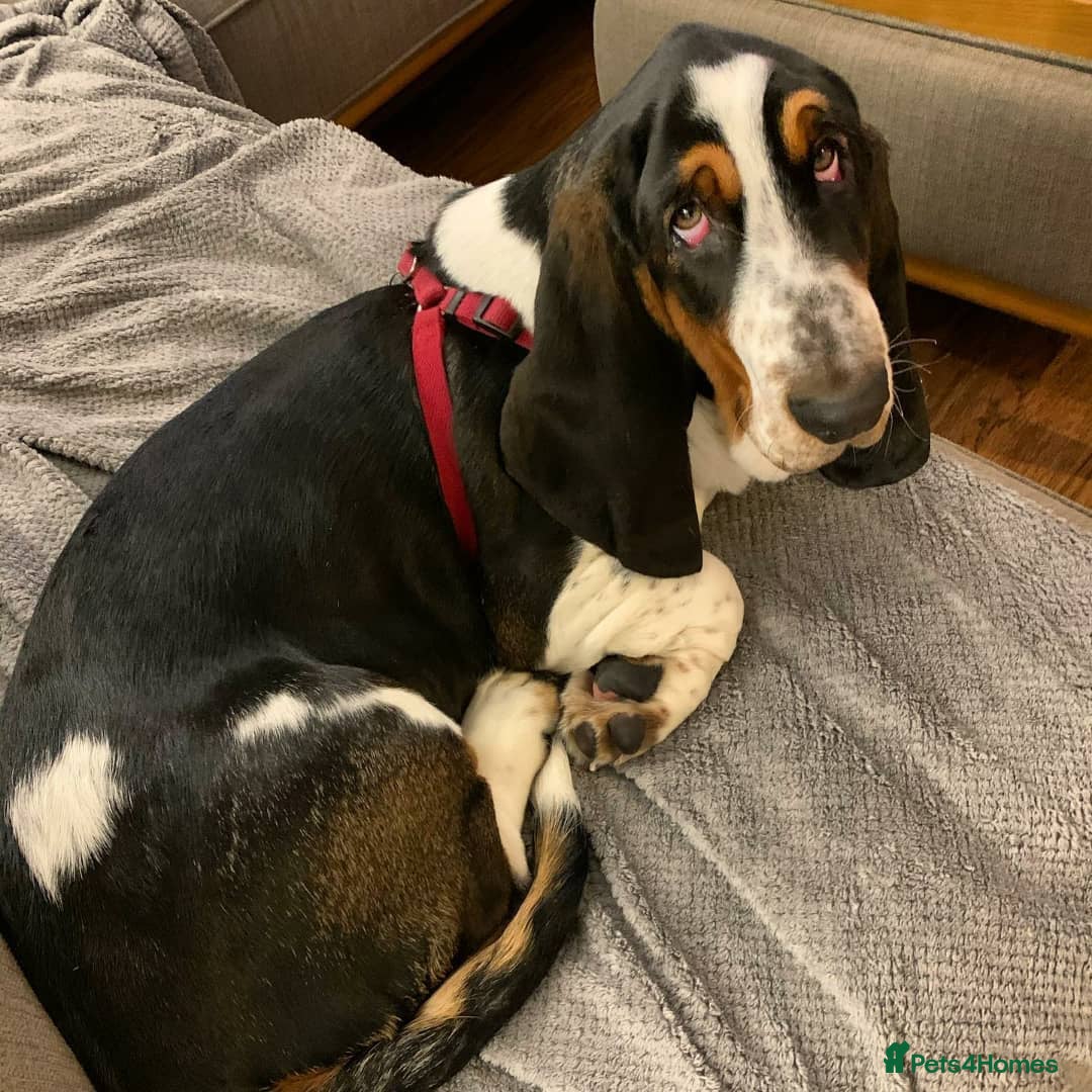 Basset Hound dogs for sale: Basset Hound Male - Advert 5