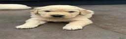 Golden Retriever dogs for sale: KC Golden Retriever Puppies Health Tested Parents - Advert 7