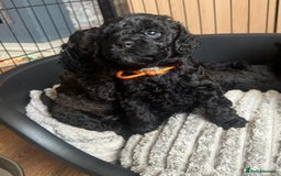 Cockapoo dogs for sale: F1b Cockapoo  - Image 12