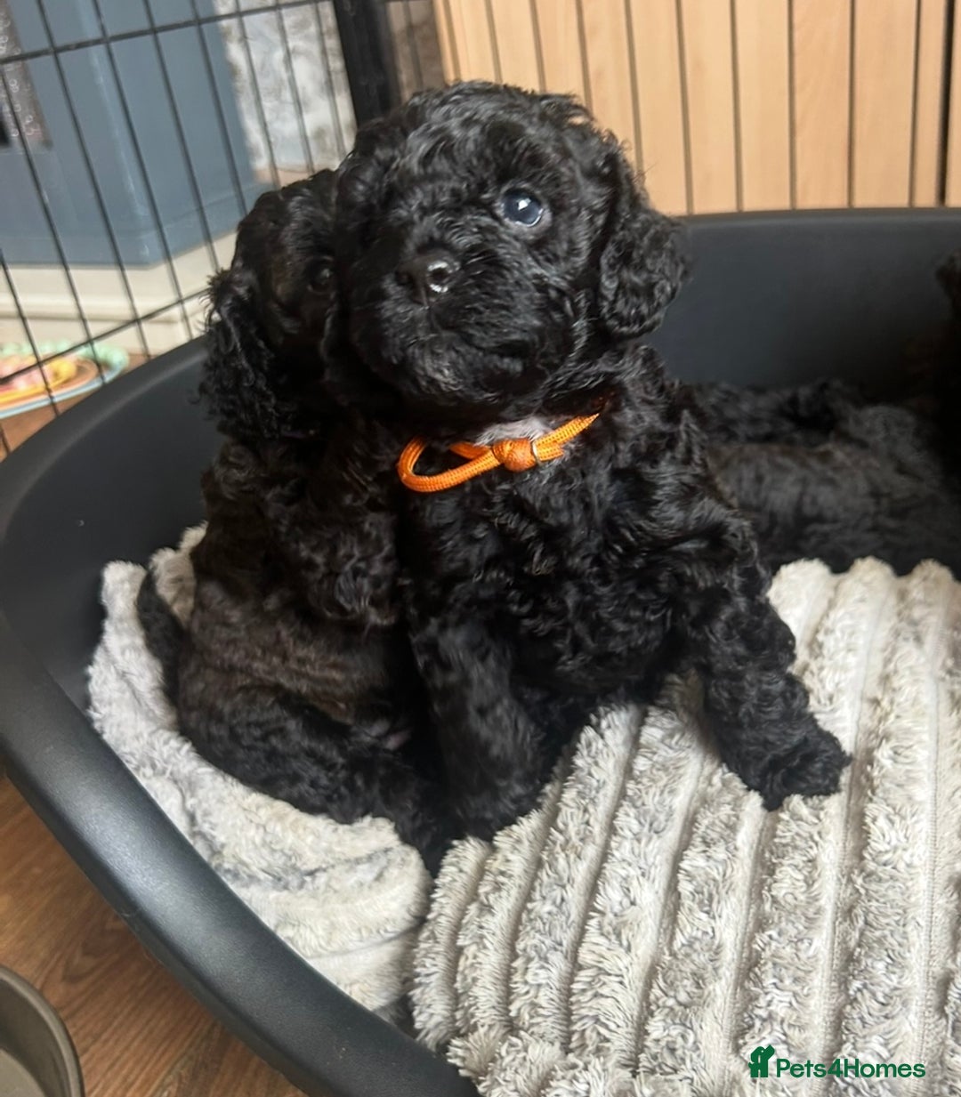 Cockapoo dogs for sale: F1b Cockapoo  - Image 12