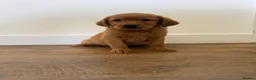 Goldador dogs for sale: Fantastic red goldador puppies  - Advert 24