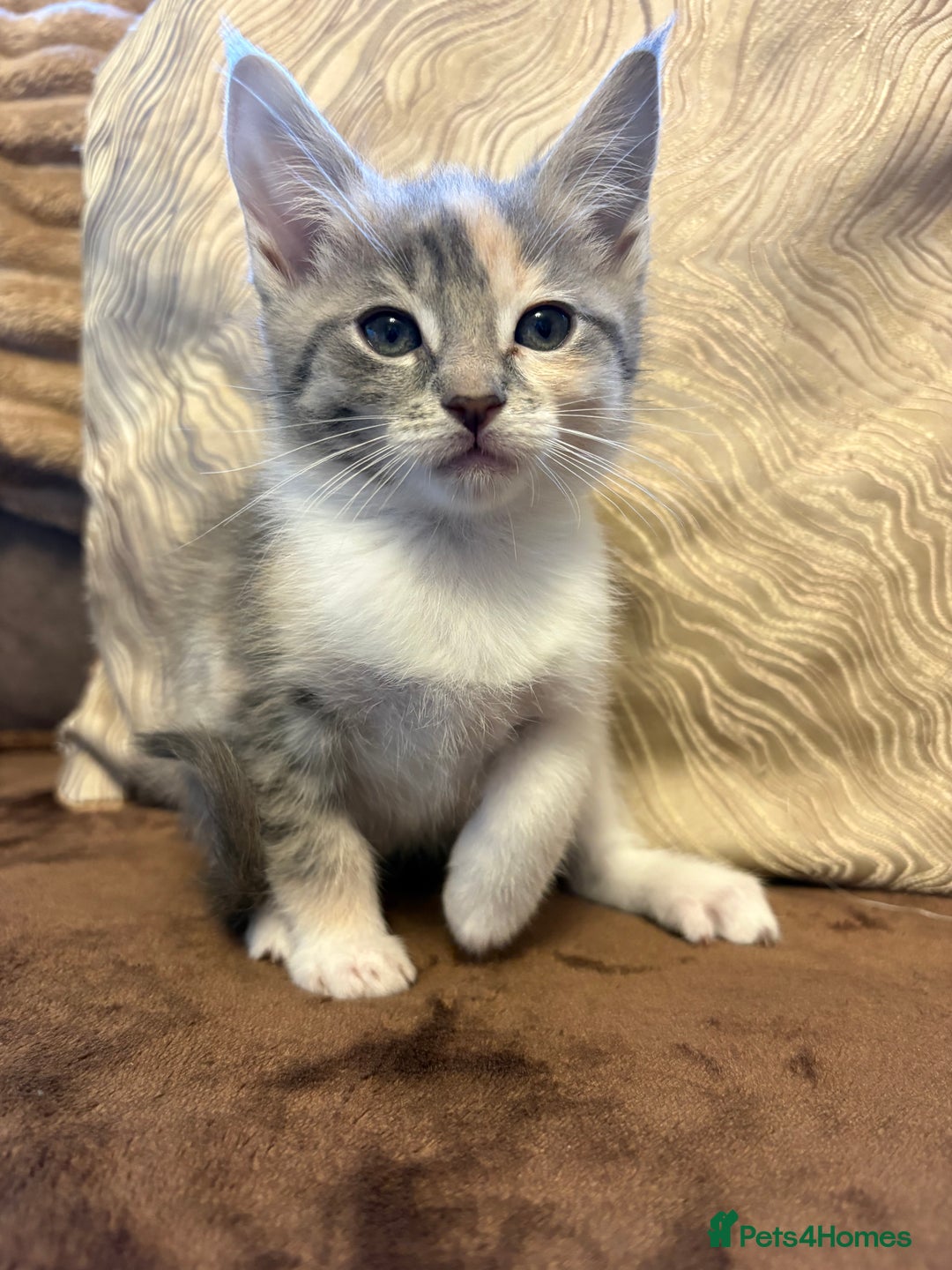 Maine Coon cats for sale: Maine coon x Scottish fold - Advert 9