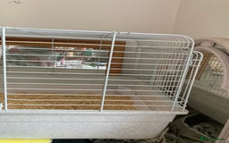 Guinea Pig rodents for sale: Two beautiful female Guineapigs Teddy and agouti - Image 9