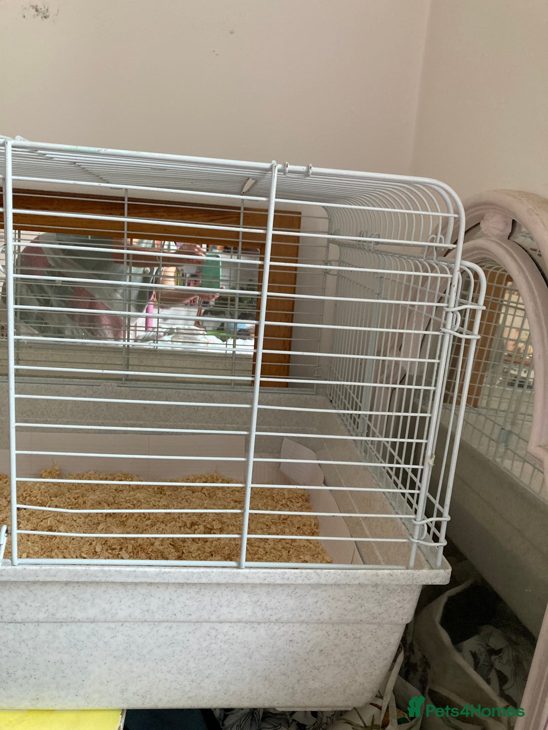 Guinea Pig rodents for sale: Two beautiful female Guineapigs Teddy and agouti - Image 9