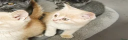 British Shorthair cats for sale: Stunning Rare Colours British Shorthair Kittens - Advert 12