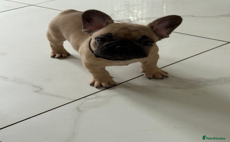 French Bulldog dogs - Advert 1