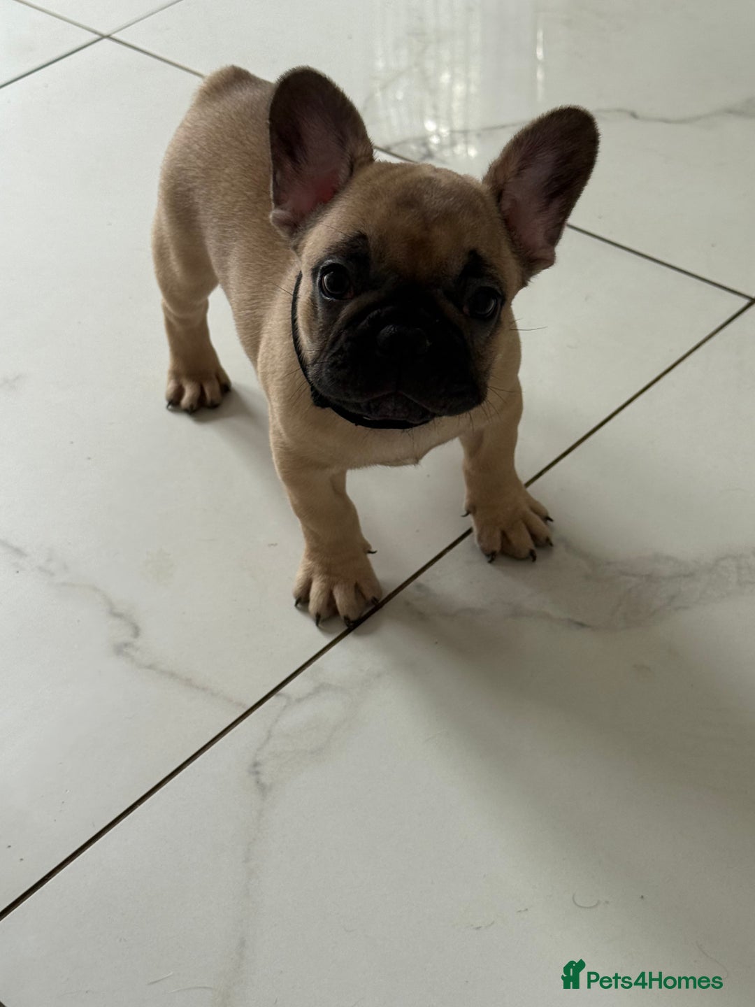 French Bulldog dogs for sale: *LAST BOY READY TO LEAVE* Fawn French Bulldogs - Image 1