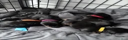 Dachshund dogs for sale: 4 x standard Black and Tan female Dachshund  in Birmingham - Advert 9