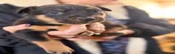 Mixed Breed dogs for sale: 4 x female kelpie/australian cattle dog cross  - Advert 13