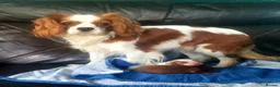 Cavalier King Charles Spaniel dogs for sale: Two cavalier males Ruby and Blenhium - Advert 6