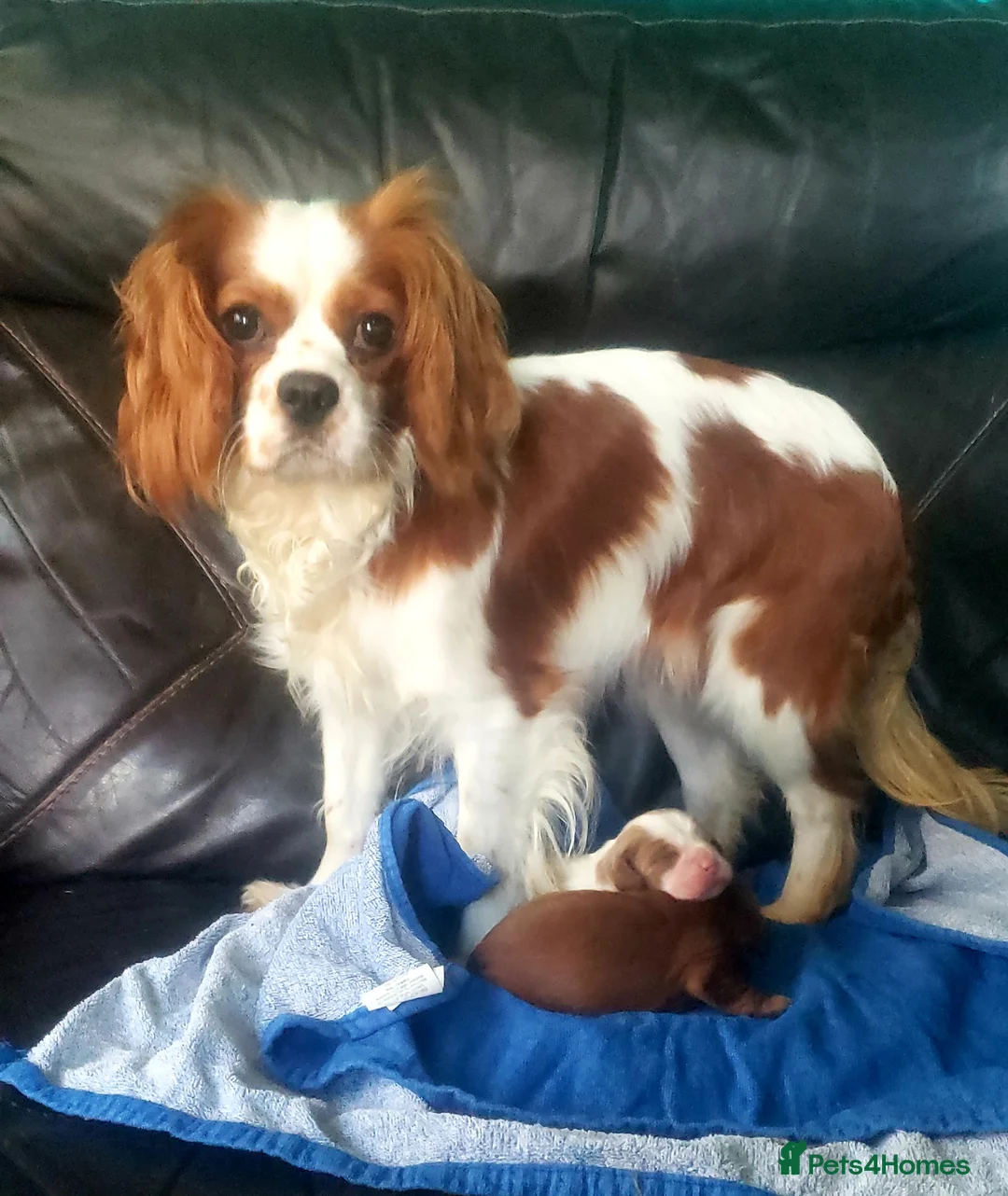 Cavalier King Charles Spaniel dogs for sale: Two cavalier males Ruby and Blenhium - Advert 6