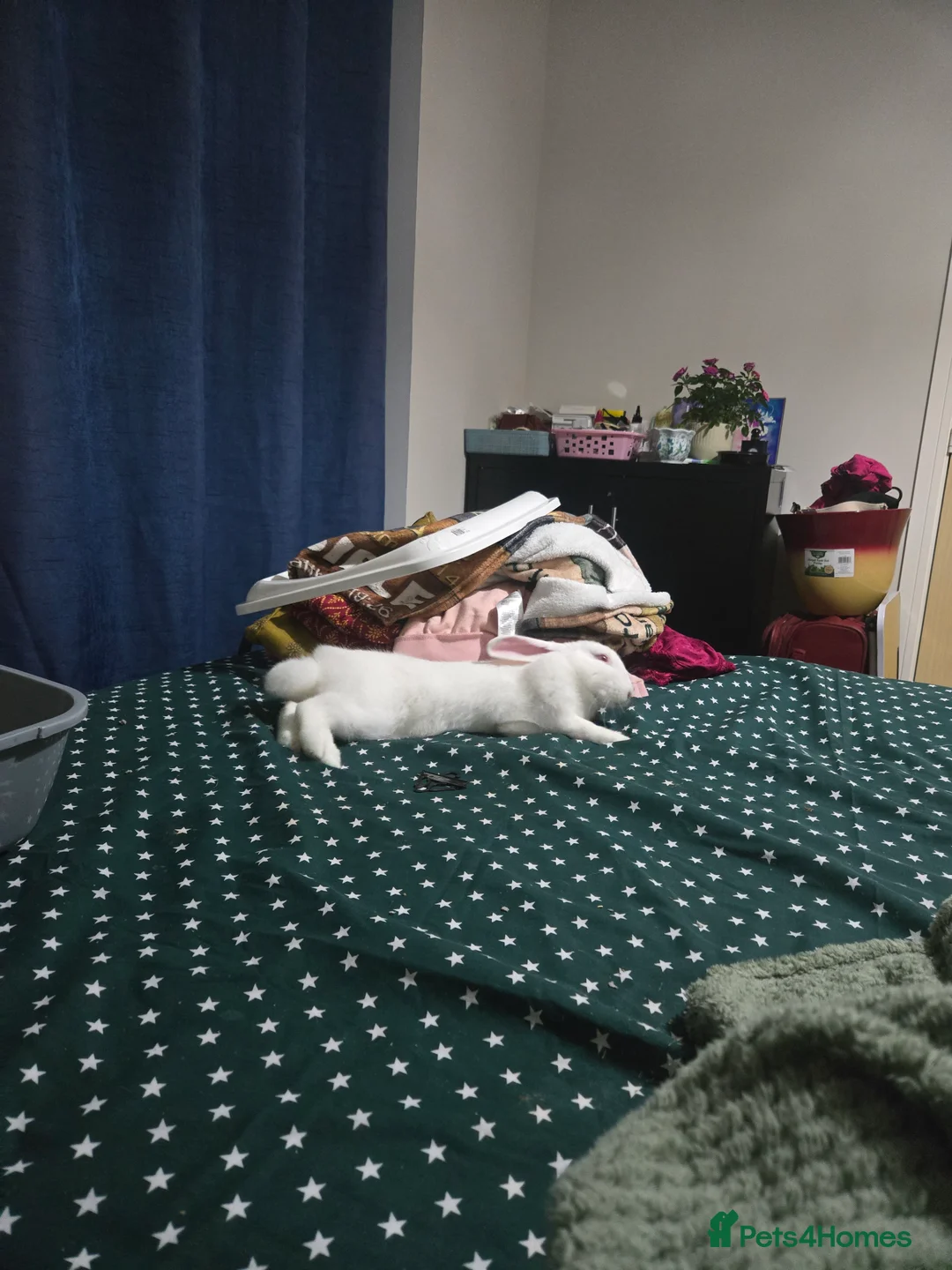 New Zealand rabbits for sale: New Zealand male rabbit - Advert 4