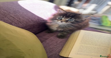 Maine Coon cats - Advert 15