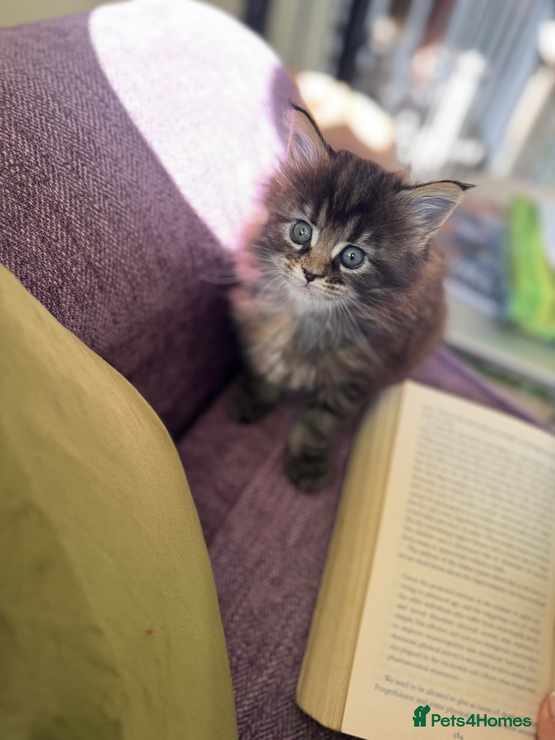 Maine Coon cats for sale: Stunning Main Coone Girl ✨ - Image 3
