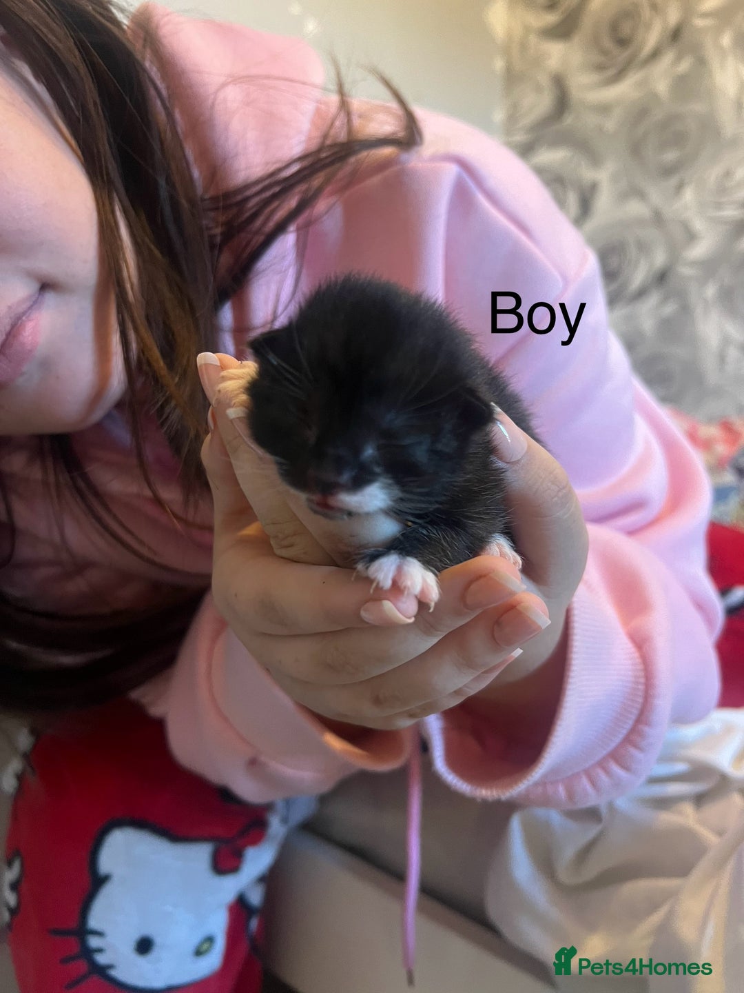 Mixed Breed cats for sale: 1 black and white boy kitten left  - Advert 5