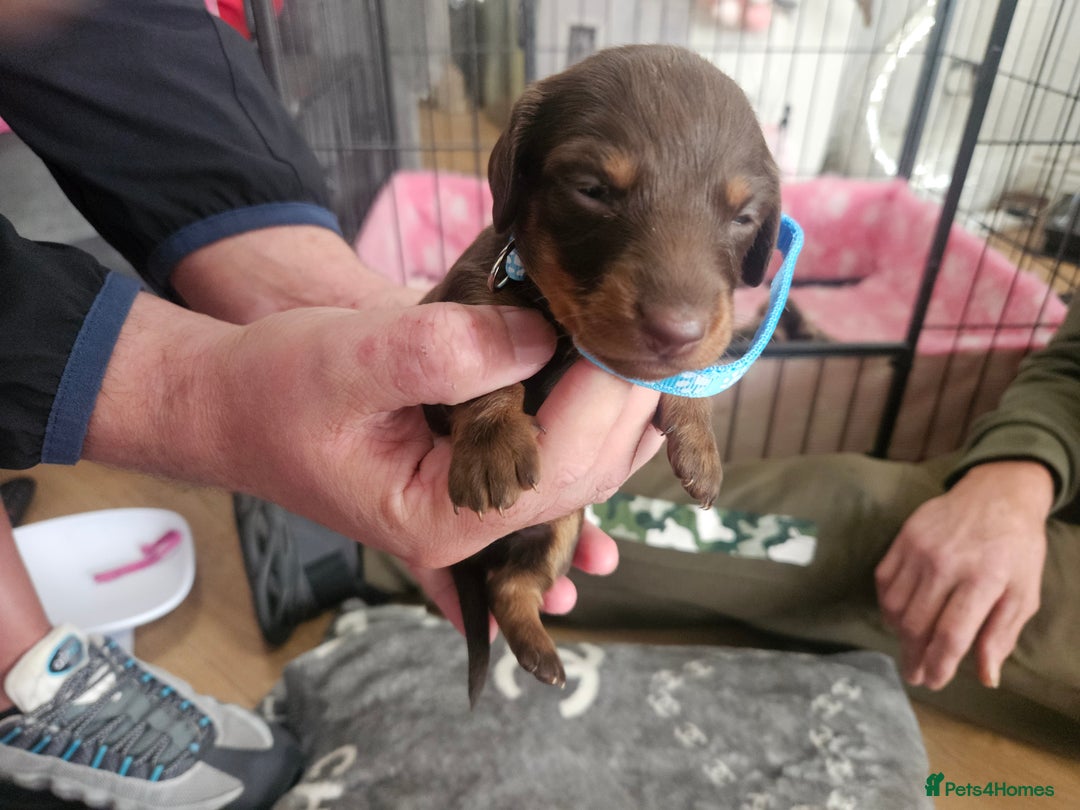 Miniature Dachshund dogs for sale: Miniature dashunds  - Image 24