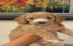 Cockapoo dogs for sale: Beautiful cockapoo pups - Image 3
