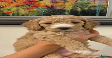 Cockapoo dogs - Advert 9