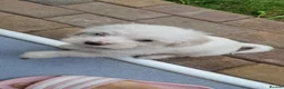 Mixed Breed dogs for sale: Bichon frise  in Bedford - Advert 2