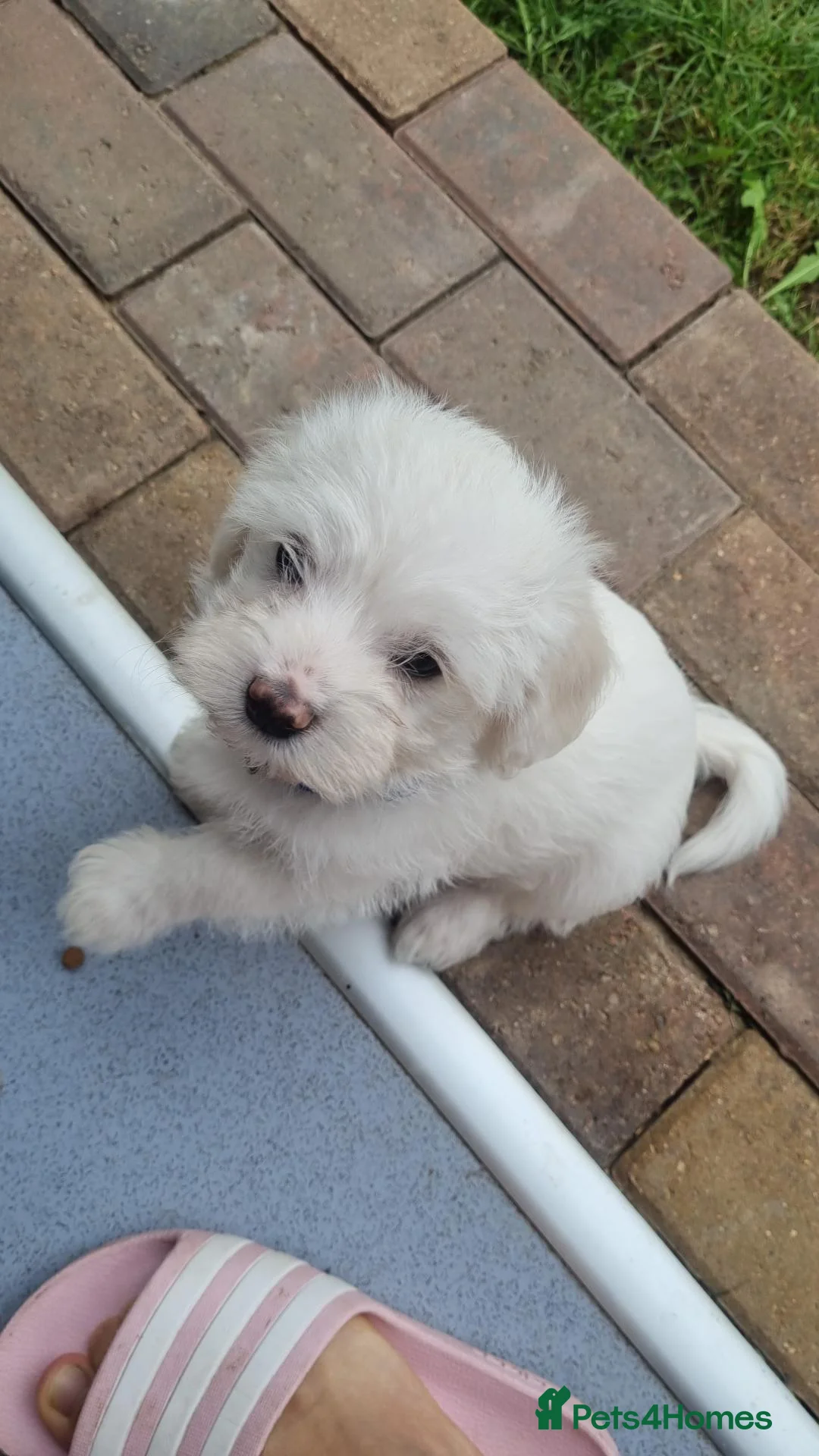 Mixed Breed dogs for sale: Bichon frise  in Bedford - Advert 2