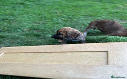 Mixed Breed dogs for sale: Spaniel cross - Advert 2