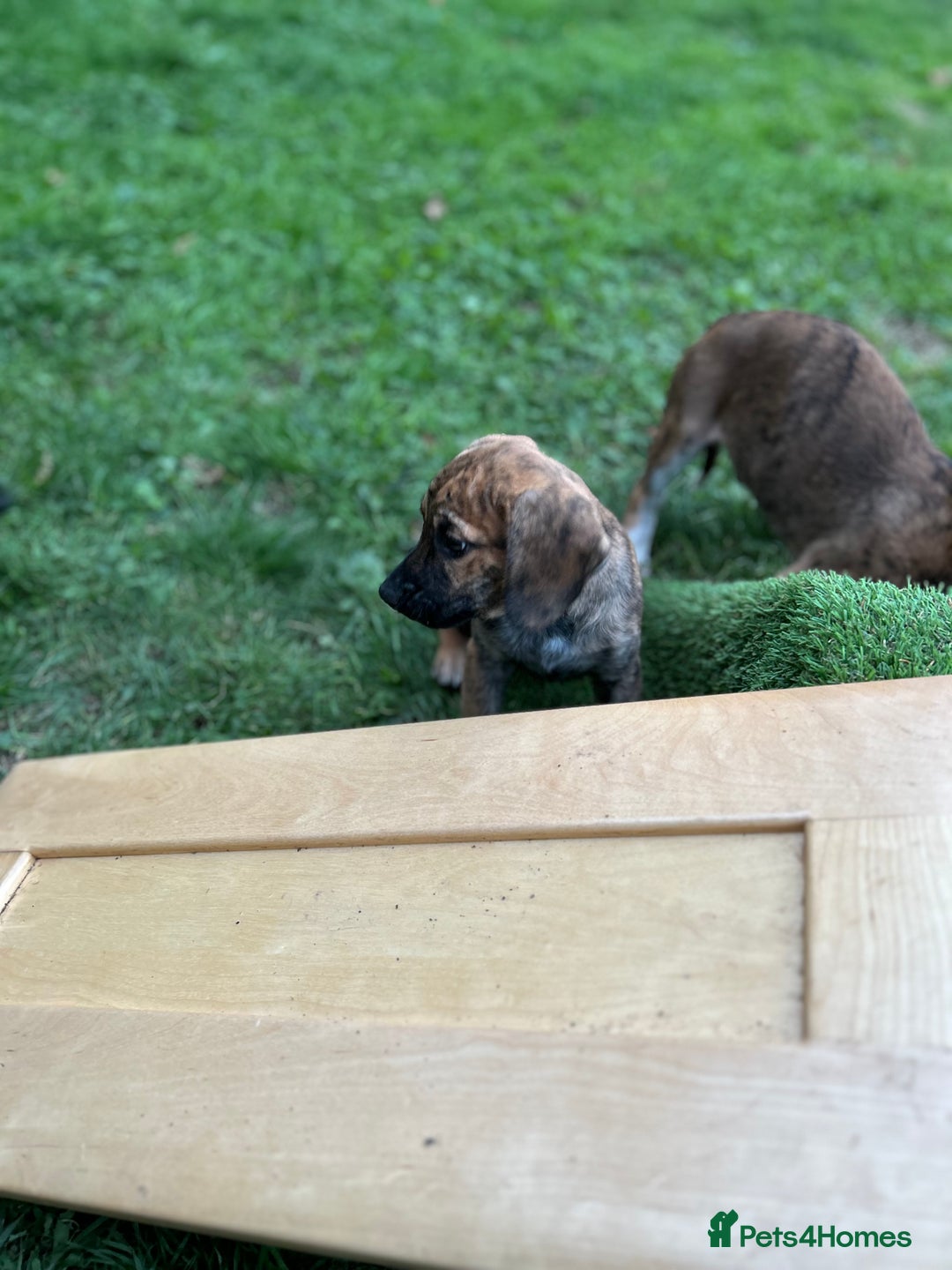 Mixed Breed dogs for sale: Spaniel cross - Advert 2