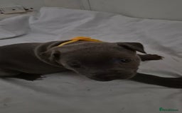 Staffordshire Bull Terrier dogs for sale: Blue staffs for sale £900 - Image 5