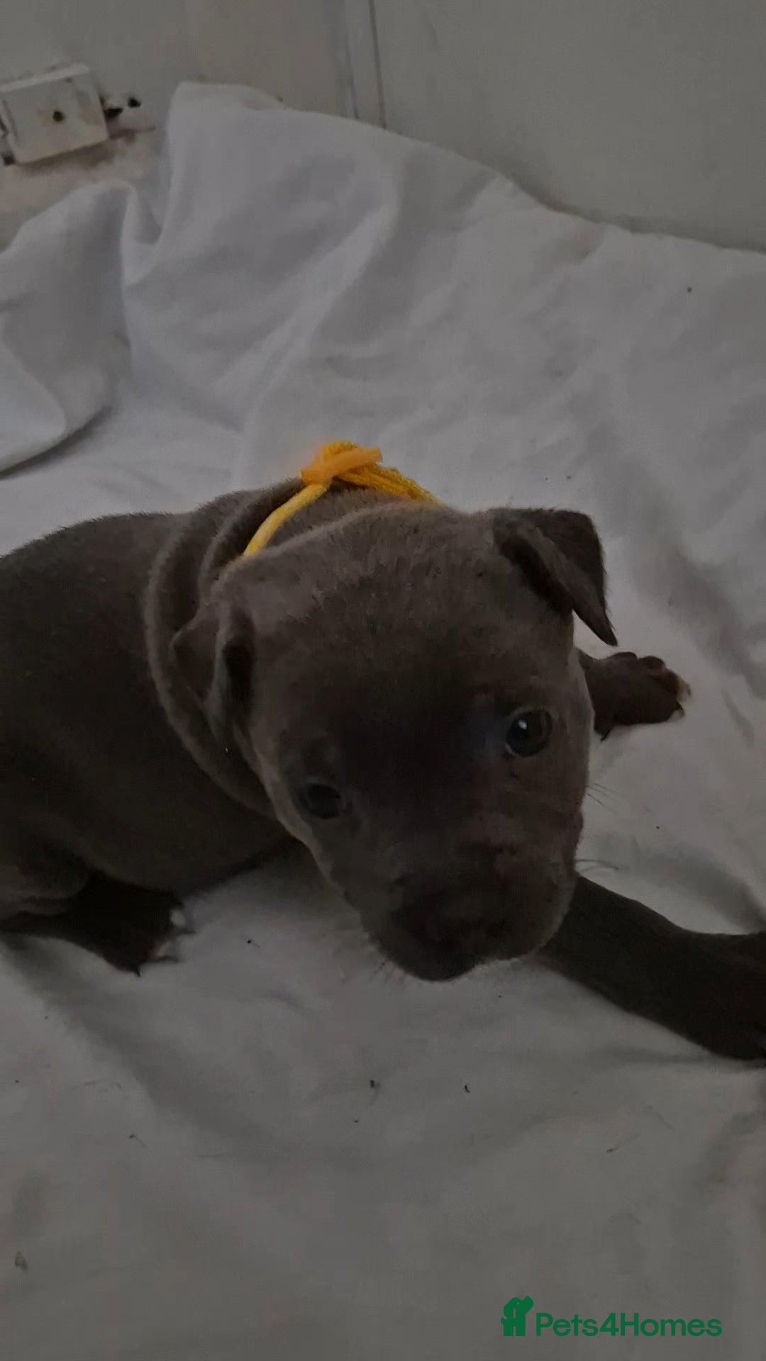 Staffordshire Bull Terrier dogs for sale: Blue staffs for sale £900 - Image 5