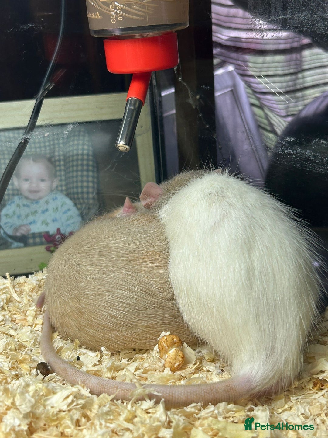 Rat rodents for sale: 2 male rats for sale - Advert 7