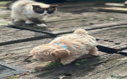 Maltipoo dogs for sale: F1 maltipoo - Image 8