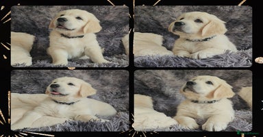 Golden Retriever dogs - Advert 15