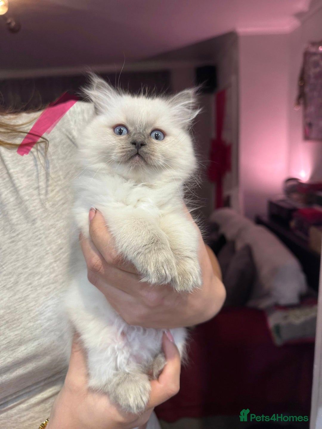 Ragdoll cats for sale: Ragdoll kittens available for sale - Advert 9