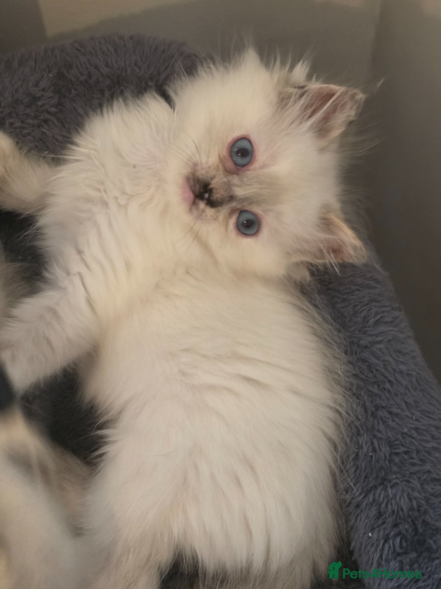 Ragdoll cats ragdoll kittens ready  to  leave now  - Advert 1