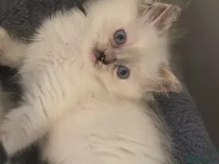 Ragdoll cats ragdoll kittens ready to leave now - Advert 6